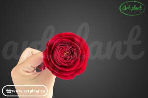 Ranunculus Criogenat Red02 - Img 3