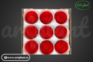 Ranunculus Criogenat Red99 - Img 2