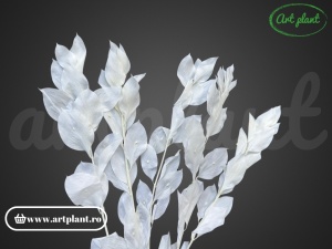 Ruscus de grădină alb - Img 2