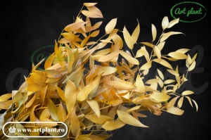 Ruscus italian stabilizat galben mustar