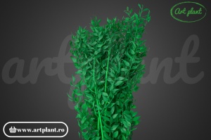 Ruscus Verde (G)