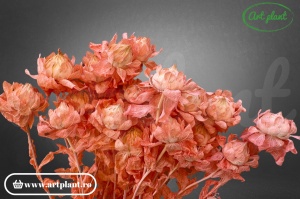 Sofran Light Pink - Img 1