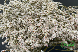 Statica Tatarica ( Limonium) Natur - Img 2