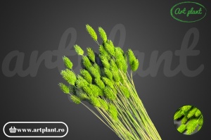 Talaris apple green (G) - Img 2