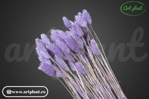 Talaris lavanda