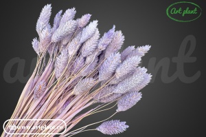 Talaris Mov Lavanda