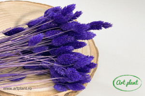 Talaris purple
