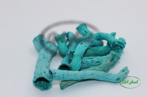 Topy uscat turquoise