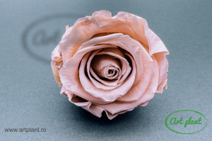 Trandafir criogenat Antique Pink XL - Img 4