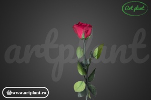 Trandafir criogenat Cyclam Inchis Pin05 cu tijă, 30 cm