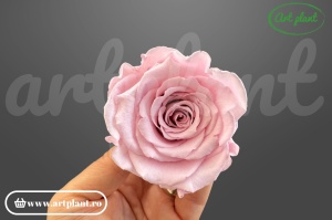 Trandafir Criogenat L Roz Pal Pin04