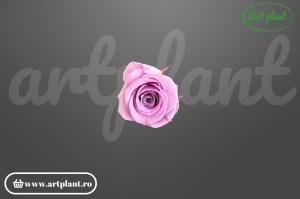 Trandafir Criogenat Lila Vio03