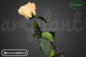 Trandafir criogenat Peach Pea01 cu tijă, 30 cm - Img 2