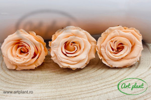 Trandafir Criogenat Peach Pea01 - Img 2