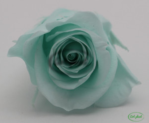 Trandafir criogenat Verde Menta M