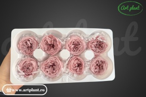 Trandafir englezesc criogenat mauve pink - Img 3