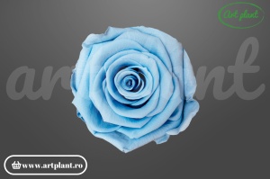 Trandafiri Criogenati 6cm Baby Blue.