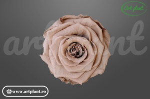 Trandafiri Criogenati 6cm Latte.