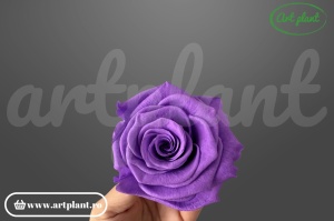 Trandafiri Criogenati 6cm Mov Lila
