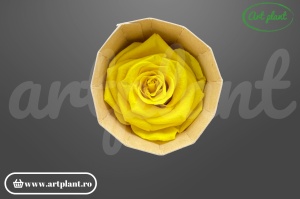 Trandafiri Criogenati 6cm Sunny Yellow	AP04872