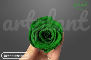 Trandafiri Criogenati 6cm Verde