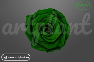 Trandafiri Criogenati 6cm Verde.