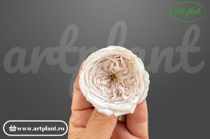 Mini trandafir de grădină criogenat Amelia Rose Amor Blush Pale Pink Pin79