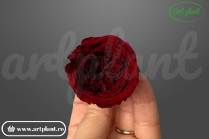trandafiri criogenați bordo de gradina Amelia – aranjament floral de lux