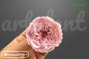 Trandafiri Criogenati de Gradina Amelia Roz Pal Pin04