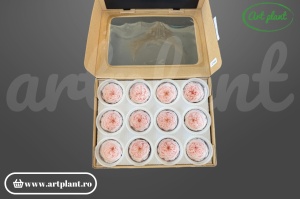 Trandafiri Criogenati de Gradina Amelia Roz Pin99