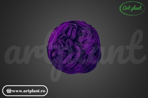 Trandafiri Criogenati de Gradina Kabukyza Mov Indigo Pur01