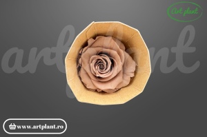 Trandafir criogenat Mediu Latte - Art Plant