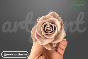 Trandafiri criogenați Mediu Latte - cutie 6 bucăți Art Plant