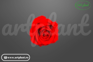 Trandafiri Criogenati Mediu Rosu Scarlet