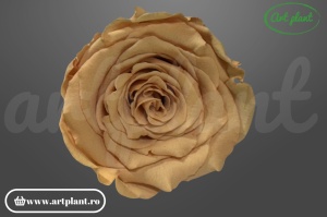 Trandafiri Criogenati XL Caramel Toff 01