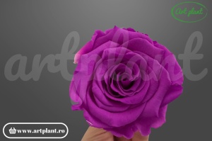 Trandafiri Criogenati XL Mov Bic05
