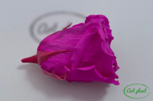 Trandafiri Criogenati XL Roz Fuchsia Pin07 - Img 3