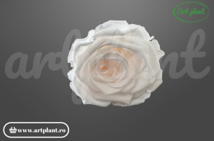 Trandafiri Criogenati XL Roz Pal Pin89