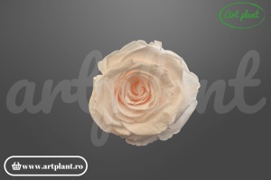 Trandafiri Criogenati XL Roz Pal Pin89