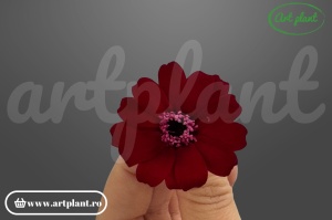 Zinnia criogenată burgundy 3.5-5cm - Art Plant
