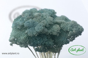Achillea Filipendulina Verde Menta