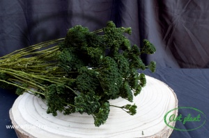 Achillea verde inchis - Img 2