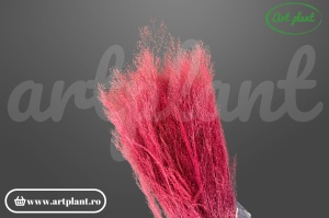 Agrostis Bordo, iarbă uscată bordo - Art Plant