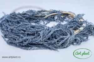 Amaranthus Gri - Img 1