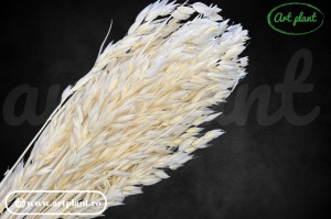 Avena Alb - Crem - Img 3