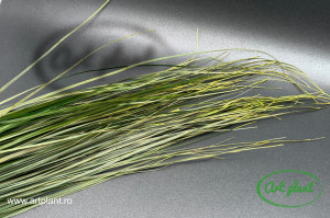 Bear Grass Long - Green