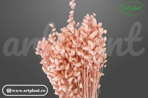 Briza Maxima Light Pink