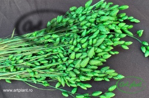 Briza Maxima Verde - Img 2