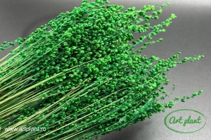 Briza Minima Verde