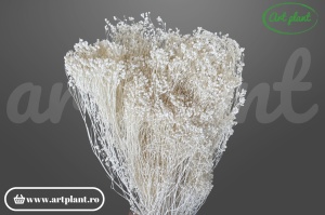 Broom alb vopsit (G)